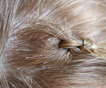 hair close-up